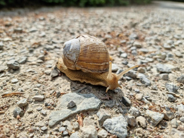 snail rolling on the ground covered in rocks