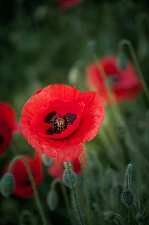 a couple of red flowers in some green grass