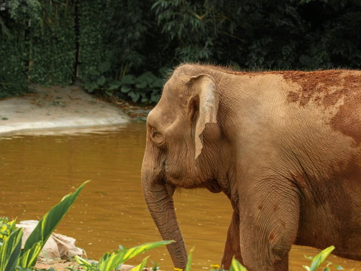 an elephant is standing in the water near plants