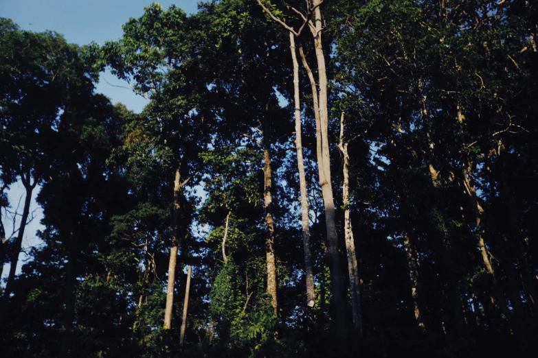 an evergreen forest has tall slender trees