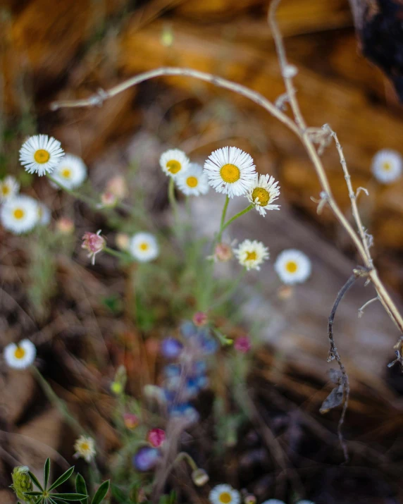 small daisies with tiny white ones in the background