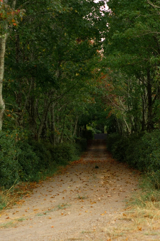 a path that is bordered by lots of trees