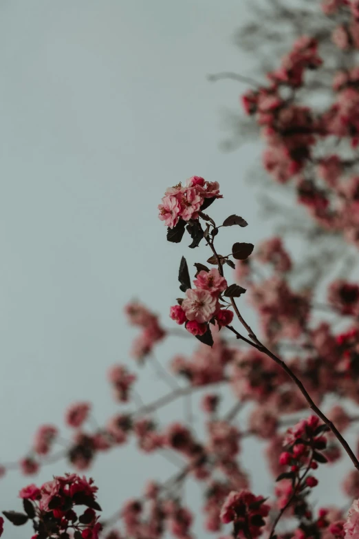 a tree nch with lots of pink flowers