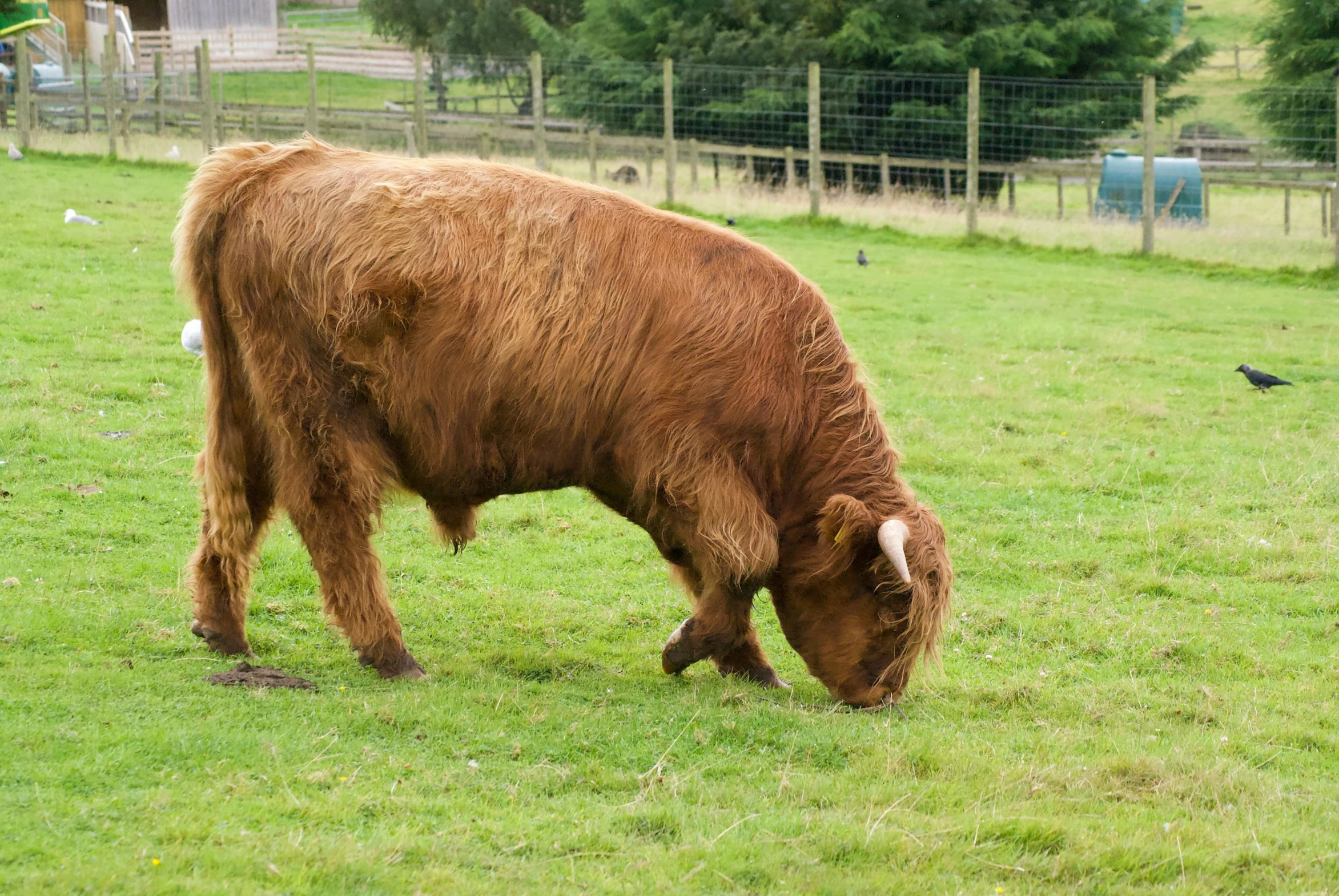 a cow with a long ear grazes on grass