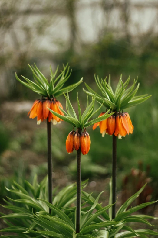 some orange and black flowers that are growing in the grass