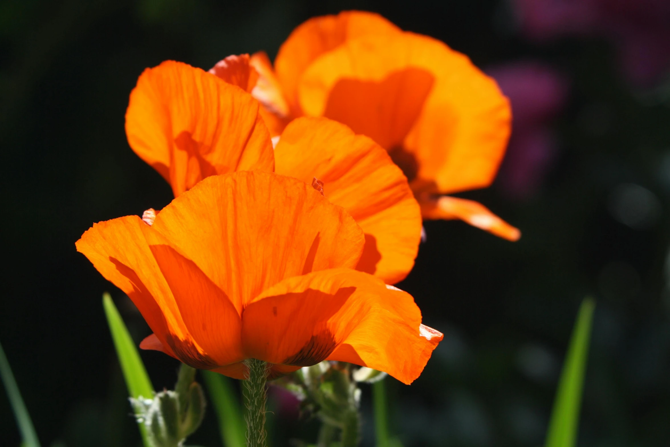 several orange flowers in a green field