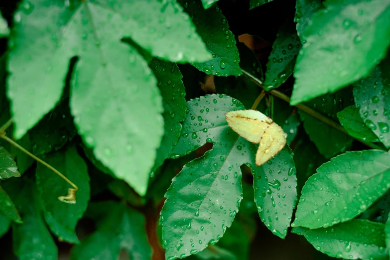 a close up of leaves with rain drops