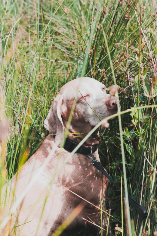 a brown dog laying in tall grass next to tall weeds