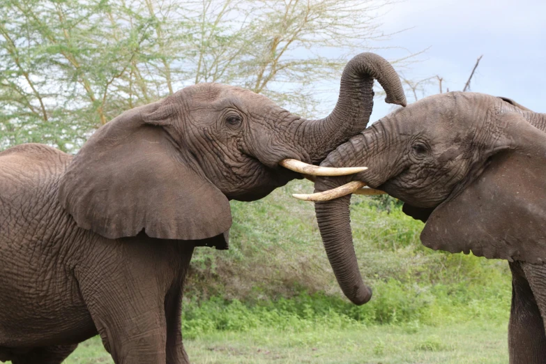 two elephants touching trunks for a touching hand