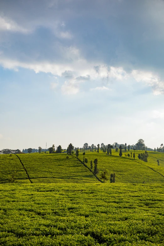 green pasture with sp trees and clouds in the distance