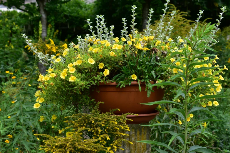 a variety of flowers growing in pots in a garden