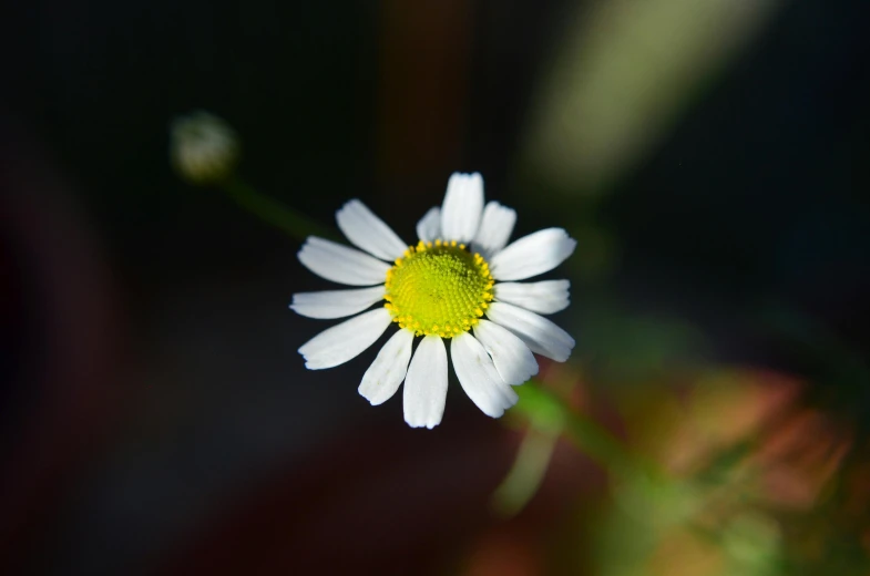 a white and yellow daisy is growing with green stems