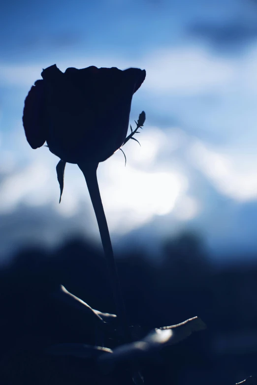 a single flower on the stem of a flower