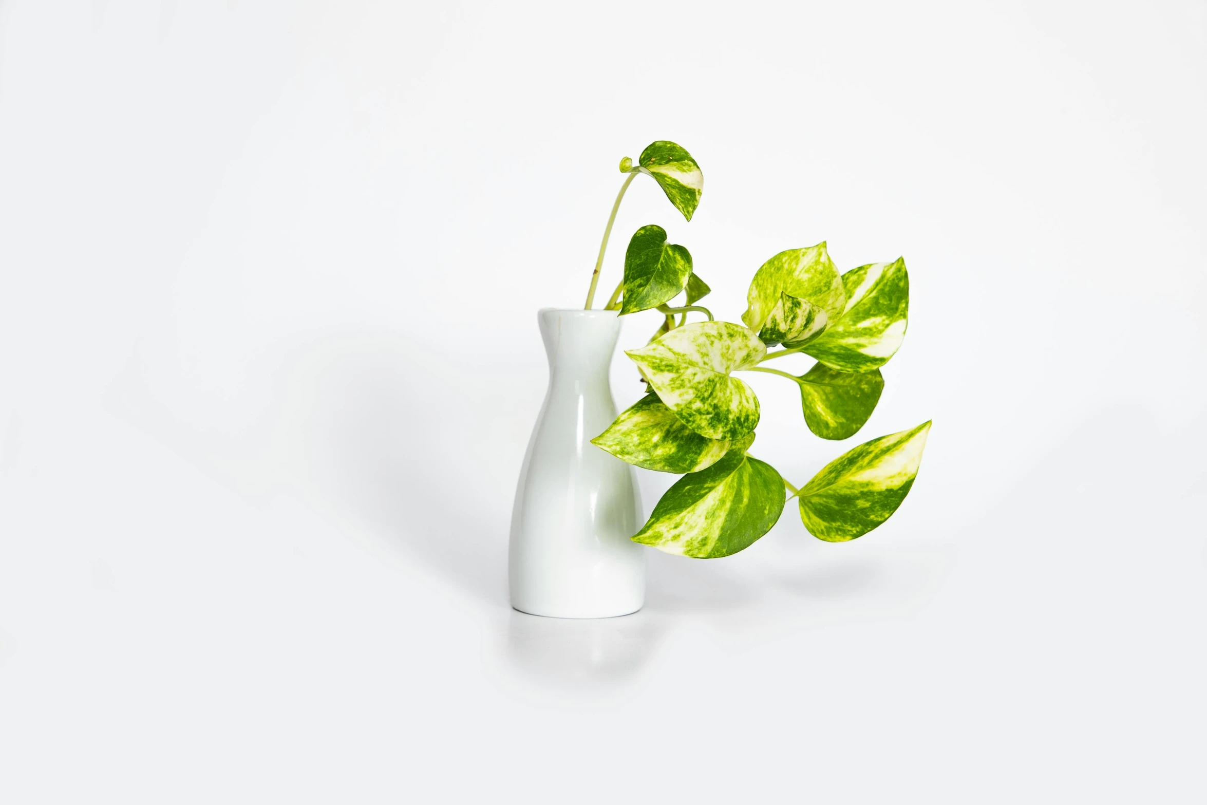 an abstract white vase holding a green plant