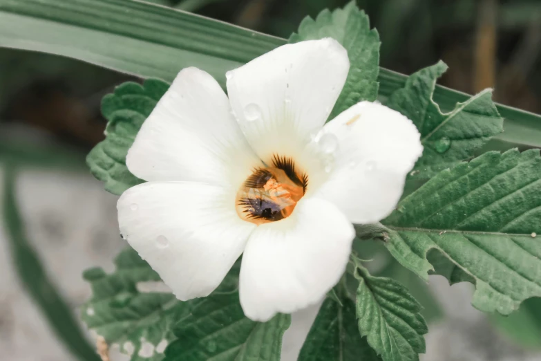 a white and orange flower with a bee sitting on it