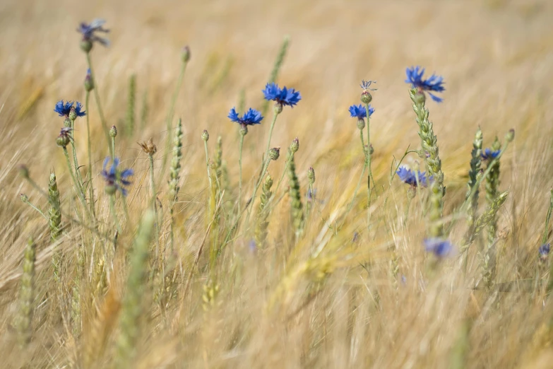 blue flowers are growing through a grass field