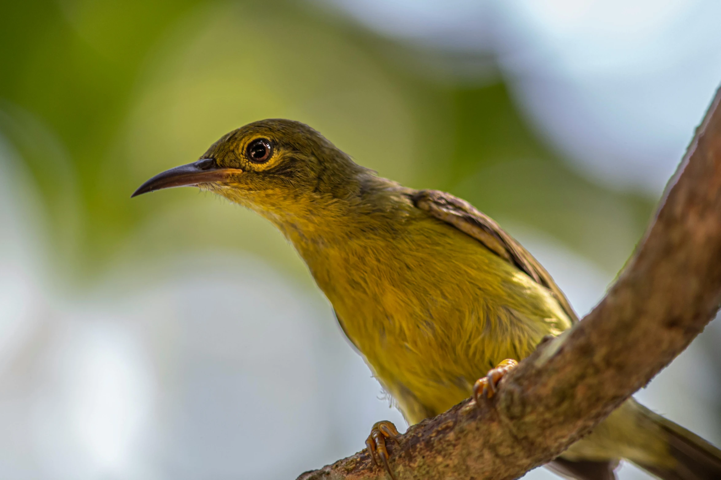 a small bird perched on top of a tree nch