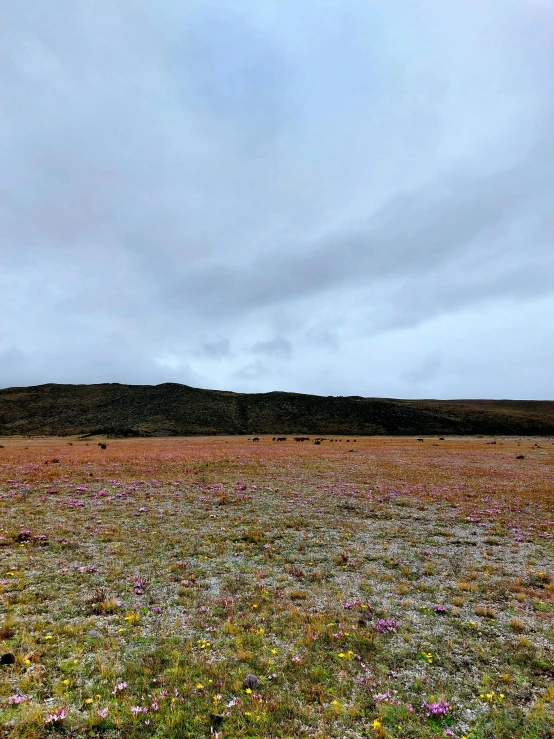 an open field has many small flowers in the foreground