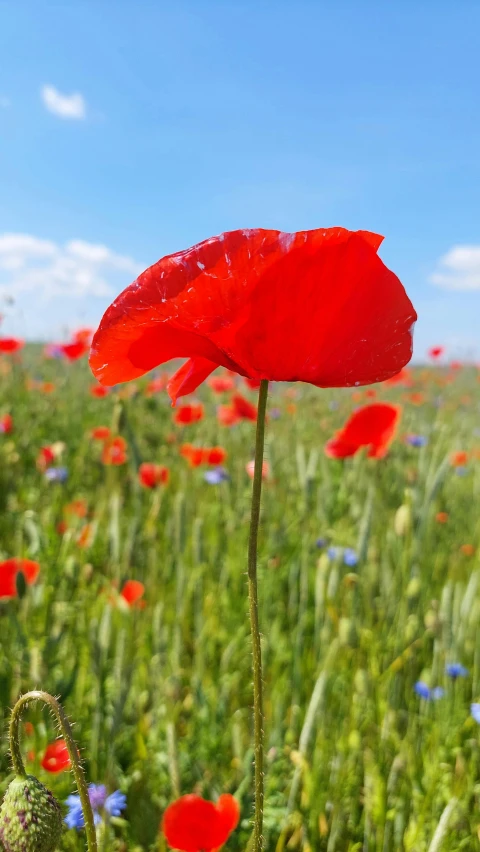 a field with red flowers and blue bonnets on a sunny day