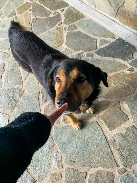 a dog chewing a person's hand on a cobble stone floor