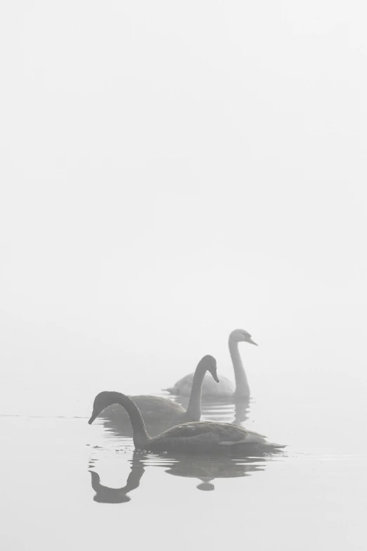 three geese swimming in the water on a foggy day