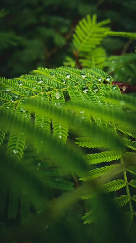 a green leaf with drops of water