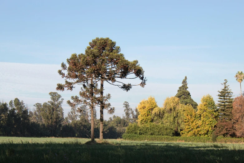 a field with trees and grass, grass covered ground