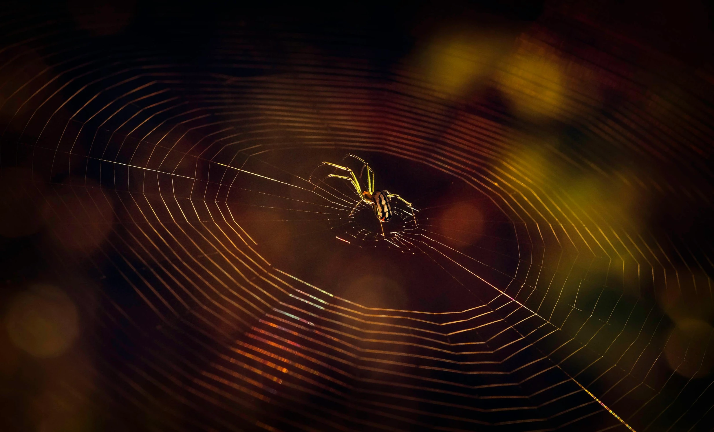 a spider web weaving in the middle of the night