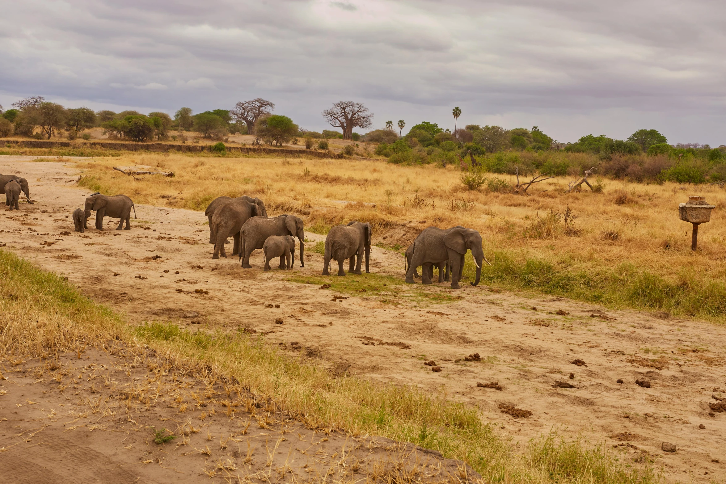 a bunch of elephants in the dirt by some water