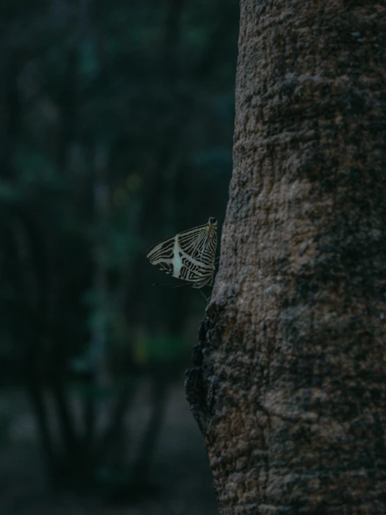 a moth that is sitting on a tree