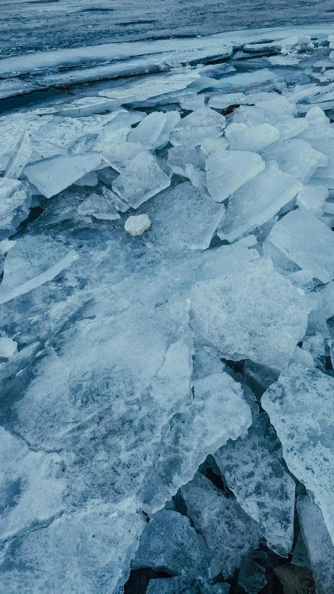 a small white object is on ice floes