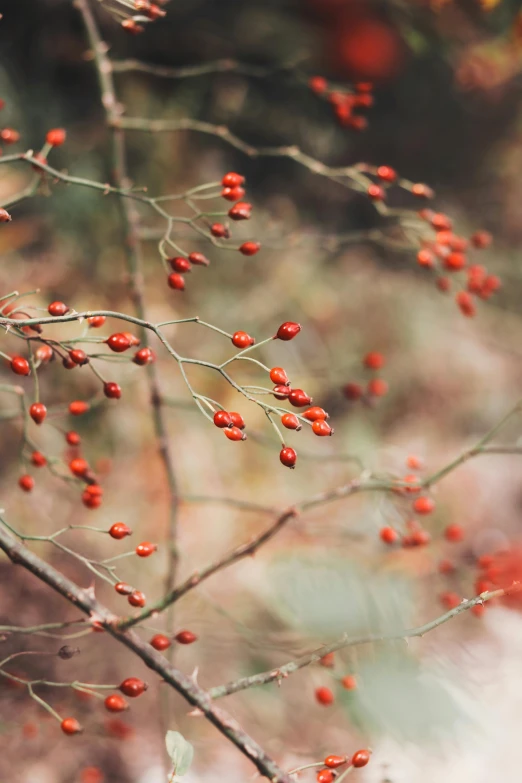 berries are hanging off of a tree nch