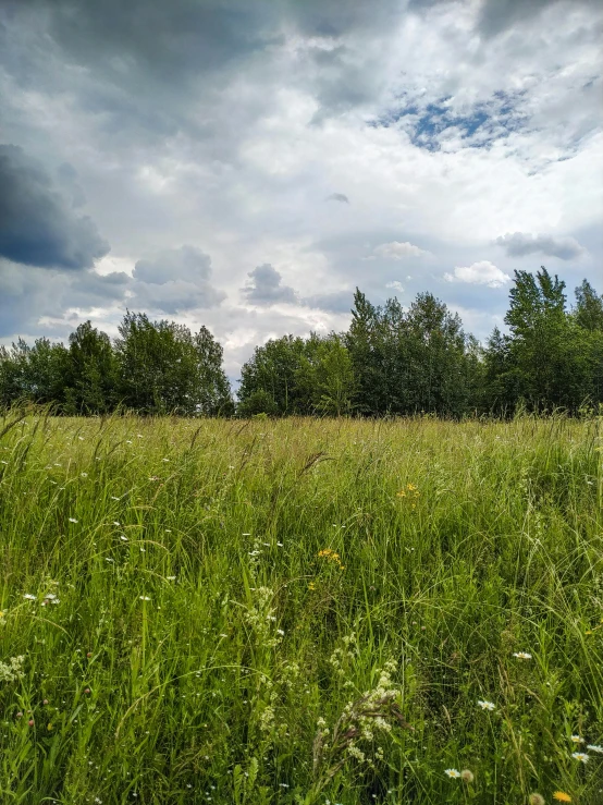 grass field with trees and sky background