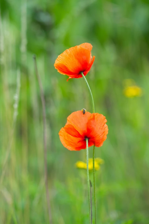 a bee sitting on two red flowers next to the grass