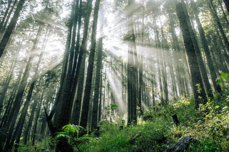 the sun shining through trees in a dense forest