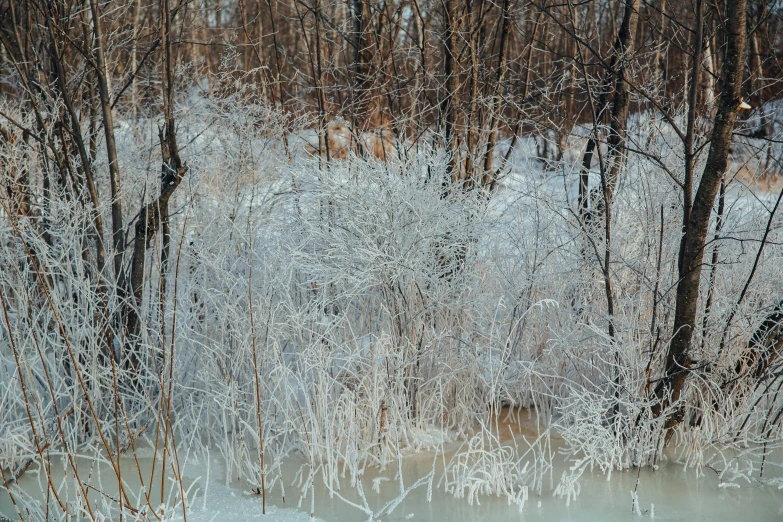 a river that has frozen into the water with trees