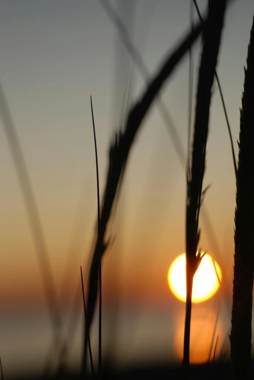 a sun setting through some tall grass near water