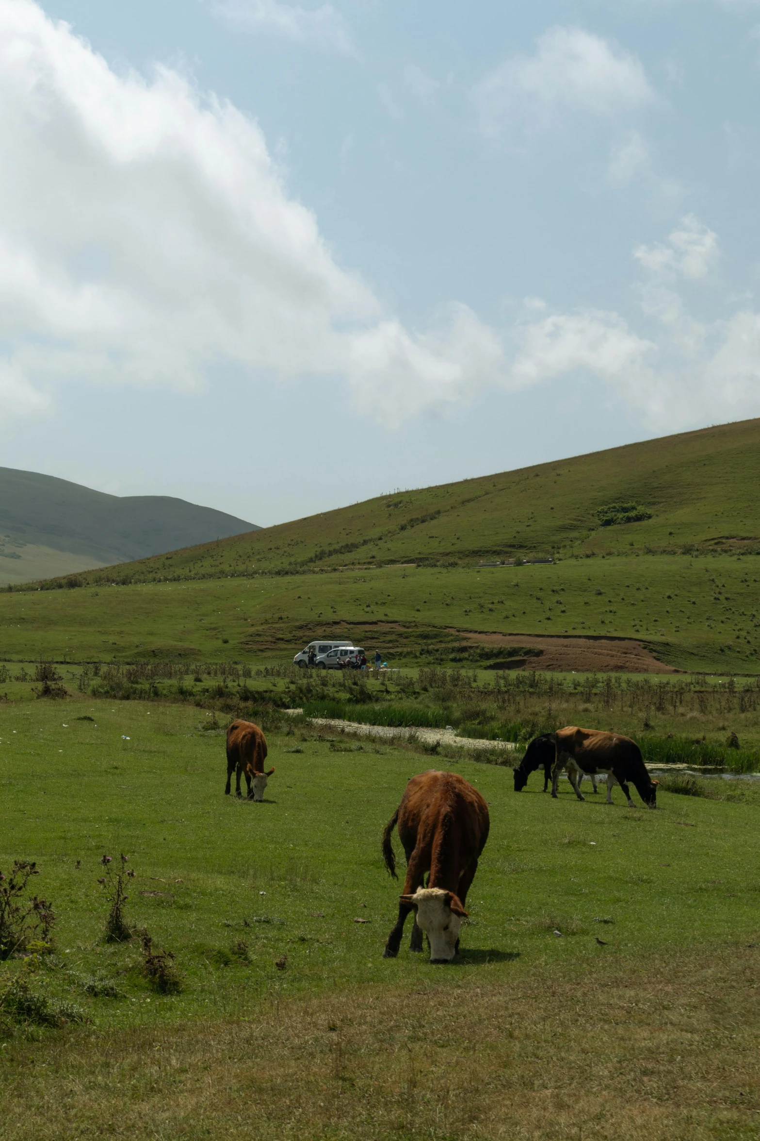 several cattle grazing in a green field on a sunny day