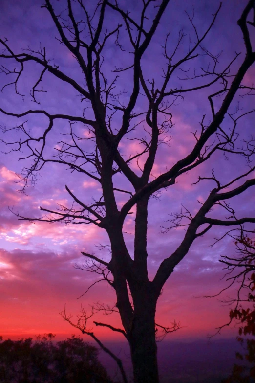 sunset behind trees against a cloudy blue and pink sky