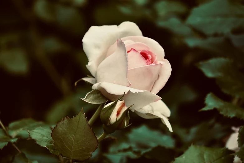 pink rose growing through greenery with light