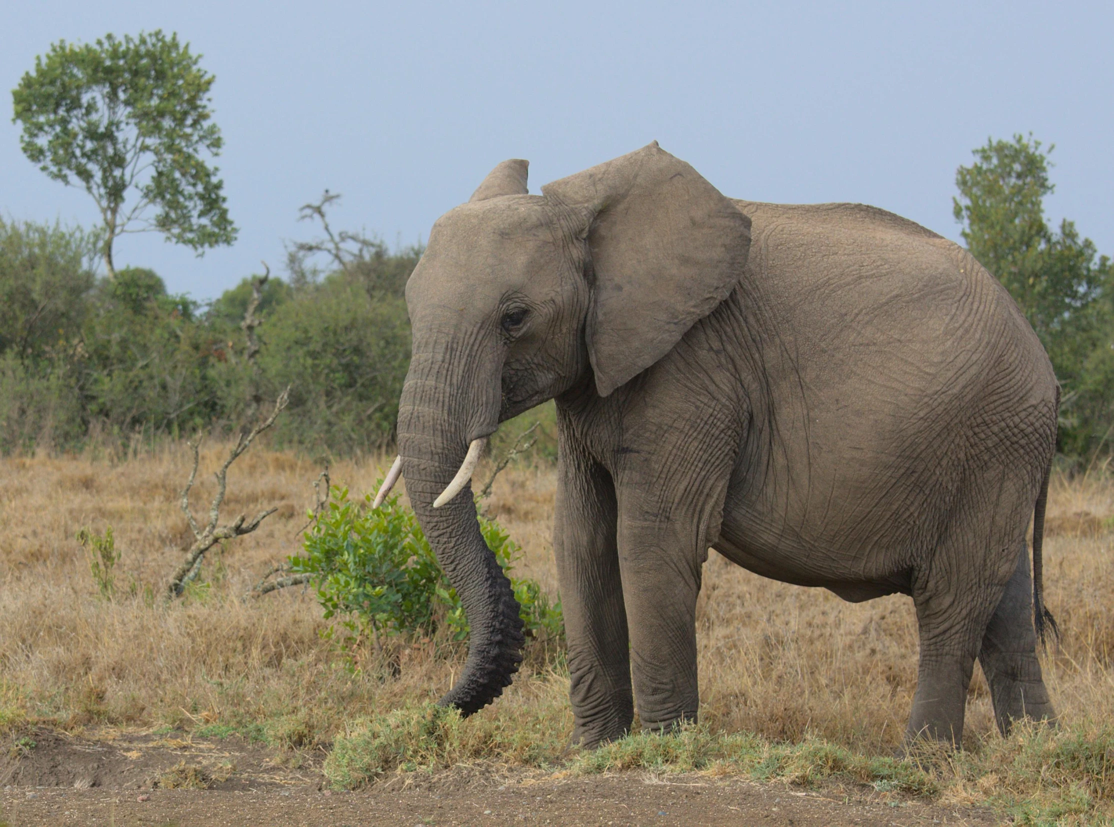 an elephant stands in a plain near some trees