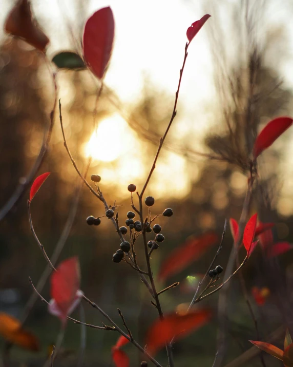 a plant with lots of leaves in it at sunset