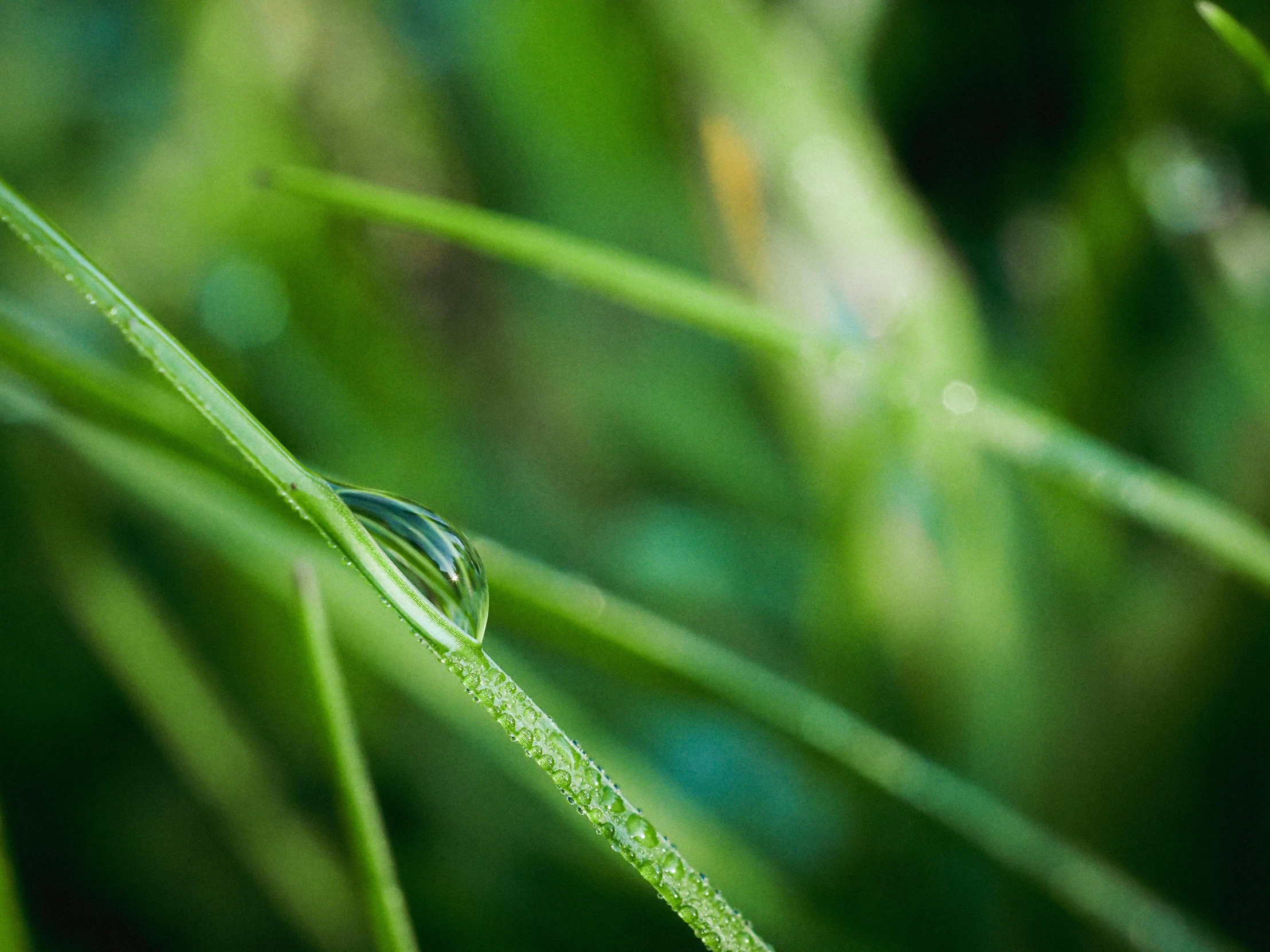 a long green stem of grass with a drop of dew on it