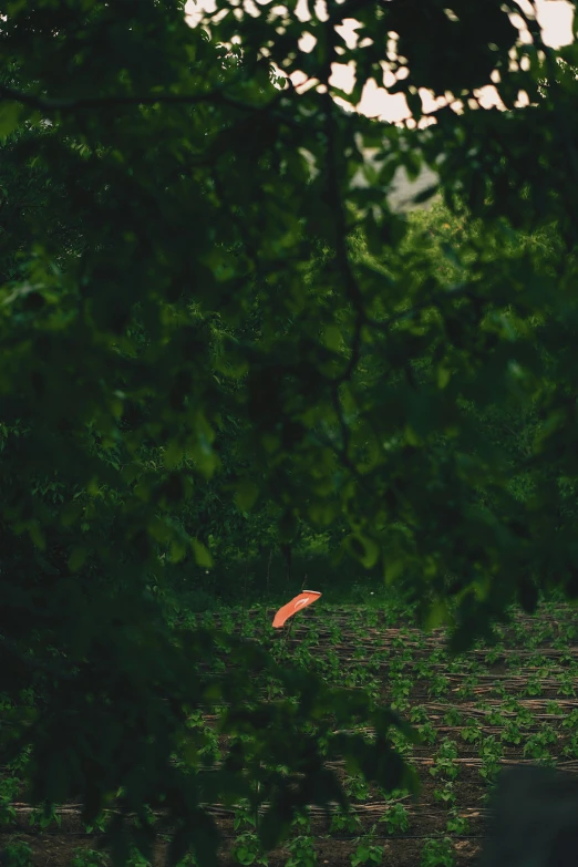 a person flying a kite in a park