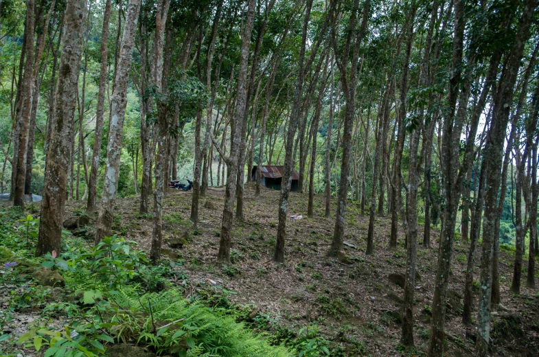 a group of cows standing in the middle of a forest