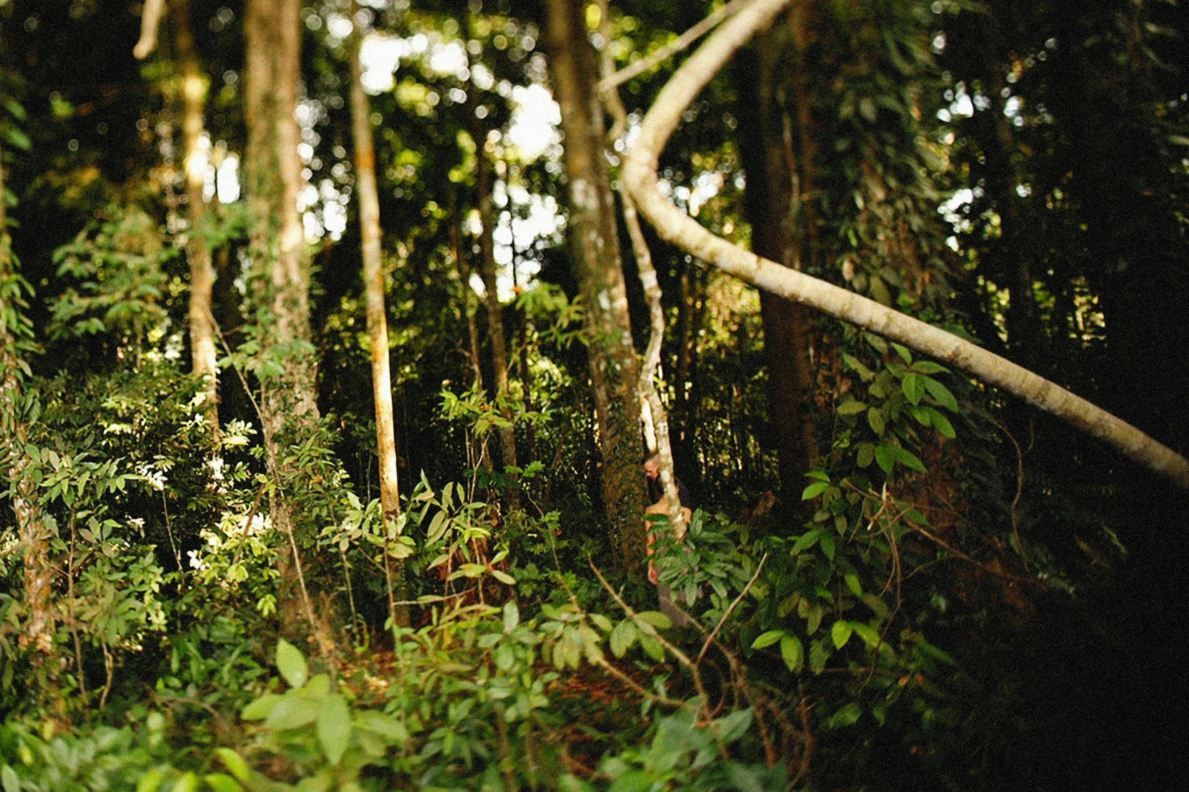 an area with lots of trees and plants