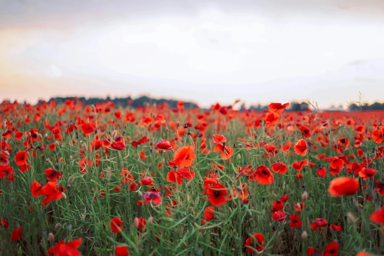 a field with many red flowers in it