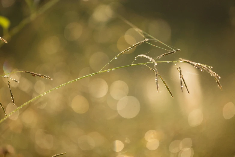 wet plants in a field with green leaves