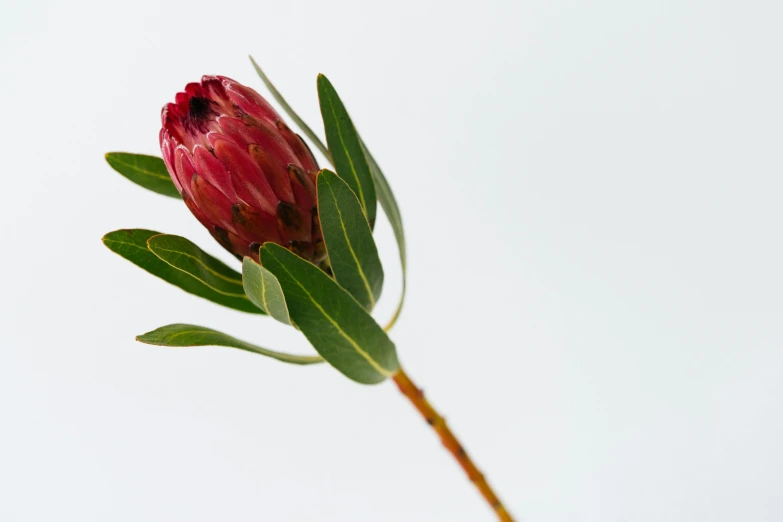 a flower with very long leaves on it