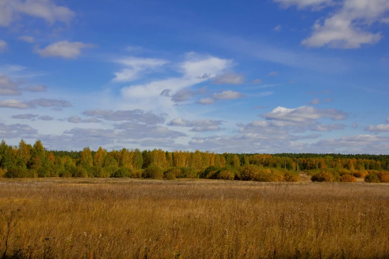 trees stand in the distance behind tall dry grass